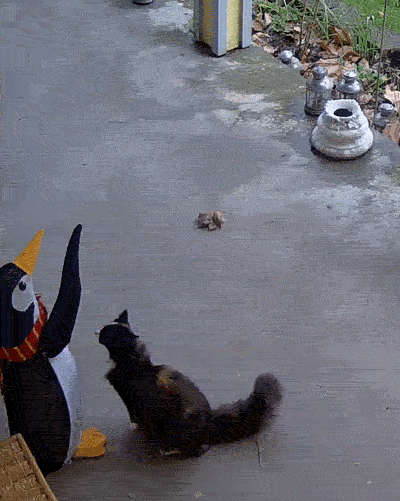Poor Aimless... Cat claws to the face! > General Discussion > AR15.COM